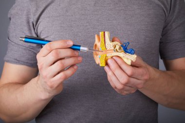 İnsan iç kulağı modeli üzerinde tıbbi otoskop tutan ve işaret eden adam. Kulak modeli. İlkokul fen dersleri için bir kulak modeli..