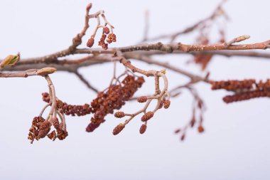 Beyaz arka planda izole edilmiş kozalaklı bir kızılağaç dalı. Alnus Glutinosa 'nın şubesi, yaylı alaca balığı, baharda siyah alder. Stüdyo çekimi