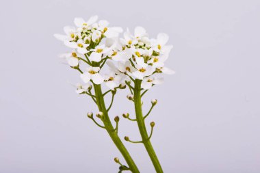 Beyaz arap kafkasya çiçekleri beyaz arka planda izole edilmiş. 