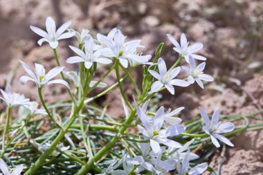 Güneşli bir günde, beyaz güzel kuşogallum karnabaharlar açık havada büyür.