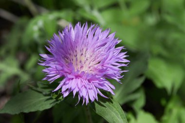 Pembe Stokes Aster Stokesia Laevis baharın başlarında çiçek açtı