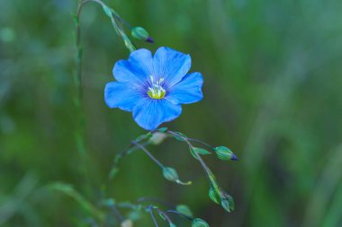Açık havada açan güzel mavi keten çiçekleri. Seçici odaklanma, kapat. Tarım, keten yetiştirme. Linum çiçekleri