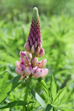 Lupinus arcticus güneşli bir günde açık havada büyüyor. Açan Lupine çiçekleri - Lupinus polyphyllus