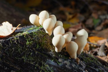 Lycoperdon perlatum, bilinen adıyla pofuduk, yabani mantar yetiştirme. Meyve gövdeleri yenilebilir.