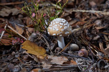 Panthercap, düşen yaprakların arasında büyüyor. Amanita Pantherina sonbahar ormanında. Zehirli mantar..