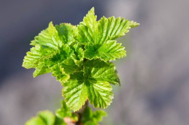 Bahar güneşli bir günde bahçede yetişen böğürtlen yaprağının genç yaprakları ile dalları kapatın. Frenk üzümü dışarıda yetişir.