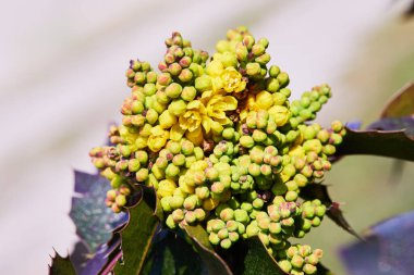Çiçekli Mahonia aquifolium. Oregon-üzümlü sarı çiçek, Berberidaceae ilkbaharında yemyeşil