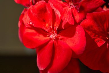 Kırmızı Pelargonium 'u kapatın. Yaz bahçesinde kırmızı sardunya çiçekleri. Ev kırmızısı sardunya, makro