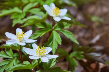 Güneşli bir günde ormanda beyaz şakayık çiçekleri. Yaban şakayığı, yel çiçekleri, yosun.