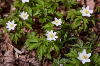 Güneşli bir günde ormanda beyaz şakayık çiçekleri. Yaban şakayığı, yel çiçekleri, yosun.