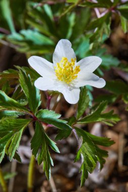 Güneşli bir günde ormanda beyaz şakayık çiçekleri. Yaban şakayığı, yel çiçekleri, yosun.