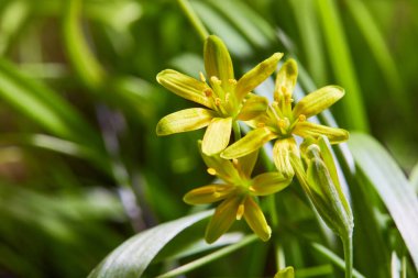 Beytüllahim 'in sarı yıldızı (Gagea lutea) sahada. Bir bahar çayırında çiçek açan Gagea 'nın parlak sarı çiçekleri.