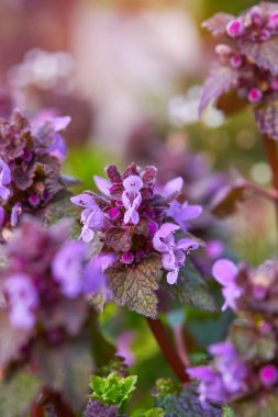 Kesik Yaprak Ölü Nettle (Lamium purpureum). Lamium purpureum, kırmızı ölü ısırgan otu, mor ölü ısırgan otu, mor başmelek olarak bilinir. Çiçek Kapanışı