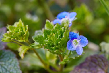 Veronica Chamadris 'e yakın. Baharda mavi çiçekler. Çiçek arkaplan. Veronica Alpine (Veronica meyveler). Vahşi çiçek Veronica Oak.