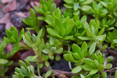 Sempervivum sekttorum çiçeği ekin. Çiçekli sempervivum. (Sempervivum arachnoideum. Sempervivum Sektorum) Bitkisel ilaçlar için harika sağlıklı bitkiler