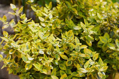 Servet çarkı çiçek açmış, kış sürüngeni, kış sürüngeni Euonymus 'un serveti' Zümrüt 'n' Altın '. Öonymus falının sarı ve yeşil yaprakları 