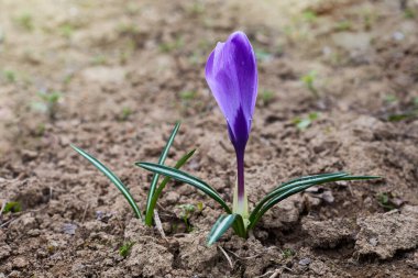 İlk mor çiçek (bahar safranı) baharın başlarında bahçede yetişiyor.. 