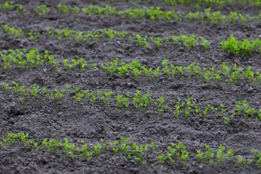Baharda sebze yatağında yetişen havuç fideleri. Toprakta yetişen havuç bitkileri