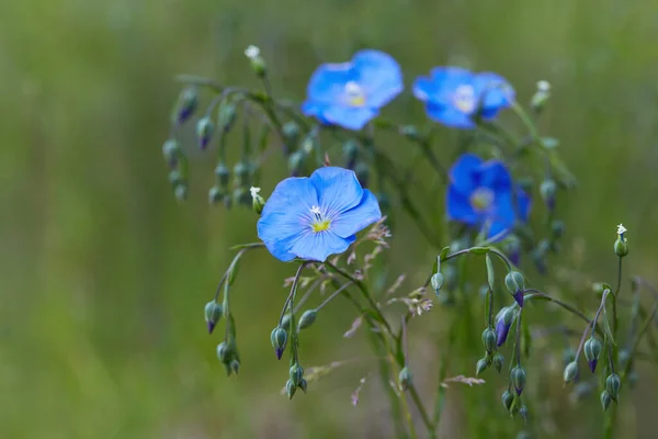 Hermosas Flores Lino Azul Que Florecen Aire Libre Enfoque Selectivo — Foto de Stock