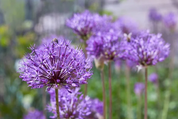 Dev Soğan Allium Giganteum Çiçekleri Bahçe Teması Için Alliums Güzel — Stok fotoğraf