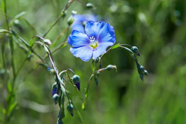 Красивые Голубые Льняные Цветы Расцветают Открытом Воздухе Выборочный Фокус Крупным — стоковое фото