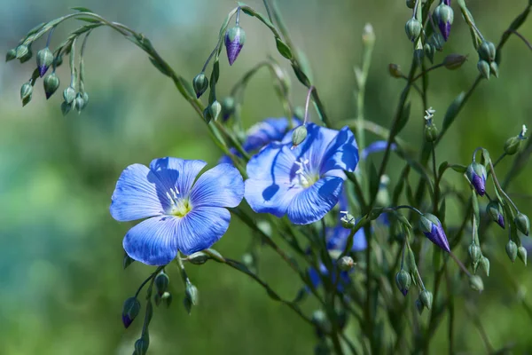 Belles Fleurs Lin Bleu Fleurissant Extérieur Concentration Sélective Gros Plan — Photo