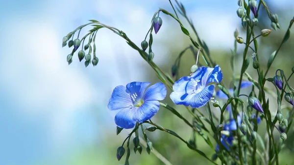 Красивые Голубые Льняные Цветы Расцветают Открытом Воздухе Выборочный Фокус Крупным — стоковое фото