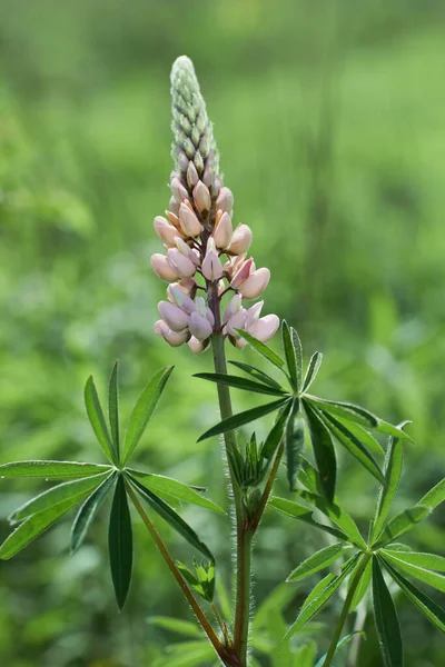 Lupinus Arcticus Växer Utomhus Solig Dag Blommande Lupinblommor Lupinus Polyphyllus — Stockfoto