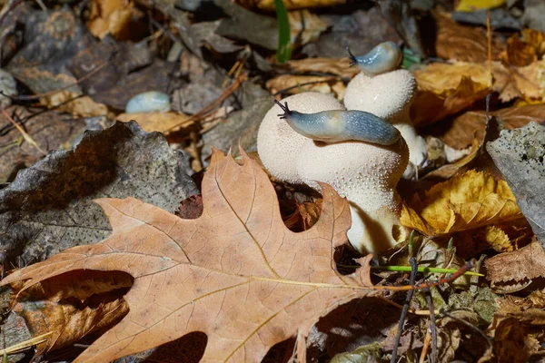 Lycoperdon Perlatum Conocido Como Puffbal Común Con Babosas Terrestres Krynickillus —  Fotos de Stock