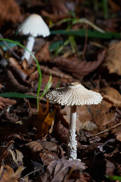 Poisonous mushroom Lepiota clypeolaria, known as shaggy-stalked Lepiota.  Lepiota is a genus of gilled mushrooms in the family Agaricaceae