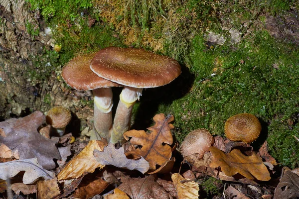 Armillaria Mellea Conocida Como Hongo Miel Setas Silvestres Eadibles —  Fotos de Stock