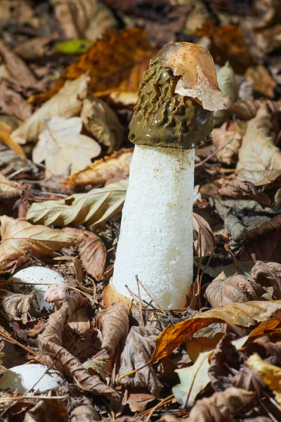 Mushroom Common Stinkhorn Phallus Impudicus Growing Forest — Stock Photo, Image