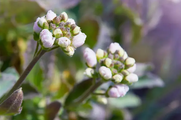 Arabis Caucásica Brotes Flores Jardín Primavera — Foto de Stock
