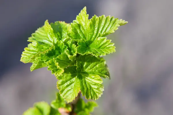 Bahar güneşli bir günde bahçede yetişen böğürtlen yaprağının genç yaprakları ile dalları kapatın. Frenk üzümü dışarıda yetişir.