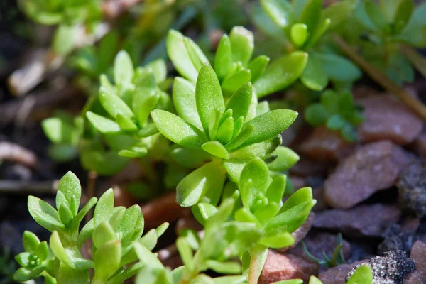 Sempervivum sekttorum çiçeği ekin. Çiçekli sempervivum. (Sempervivum arachnoideum. Sempervivum Sektorum) Bitkisel ilaçlar için harika sağlıklı bitkiler