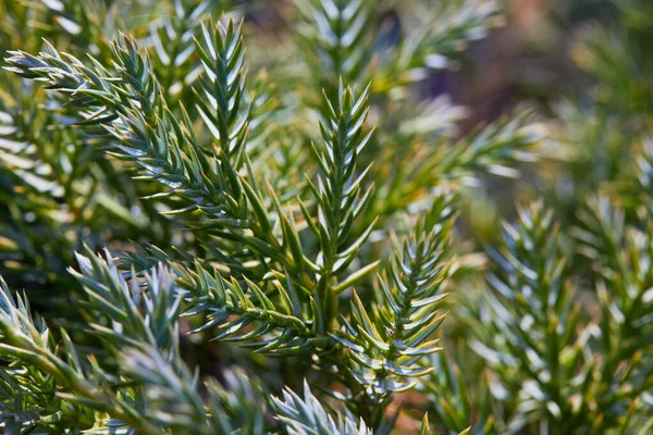 Flaky Juniperus Squamata Közeli Tűk Kék Szőnyeg Makró Tűk Napfényben — Stock Fotó