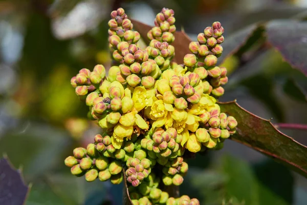 Çiçekli Mahonia aquifolium. Oregon-üzümlü sarı çiçek, Berberidaceae ilkbaharında yemyeşil