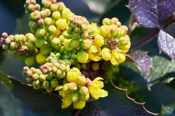 Çiçekli Mahonia aquifolium. Oregon-üzümlü sarı çiçek, Berberidaceae ilkbaharında yemyeşil