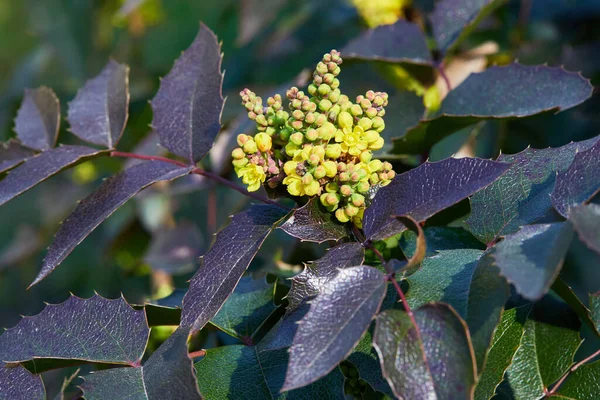Çiçekli Mahonia aquifolium. Oregon-üzümlü sarı çiçek, Berberidaceae ilkbaharında yemyeşil