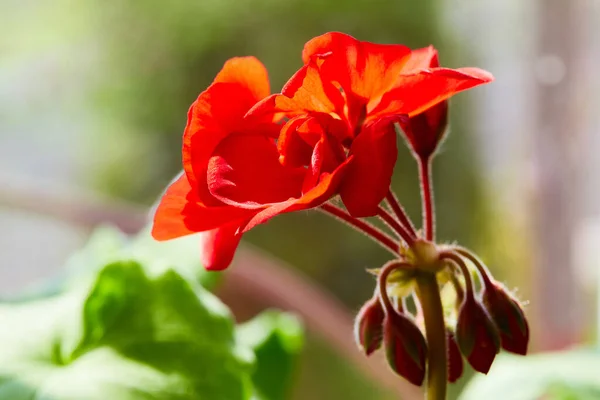 Close Red Pelargonium Red Geranium Flowers Summer Garden Home Red — Stock Photo, Image