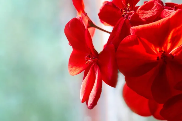 Close Red Pelargonium Red Geranium Flowers Summer Garden Home Red — Stock Photo, Image