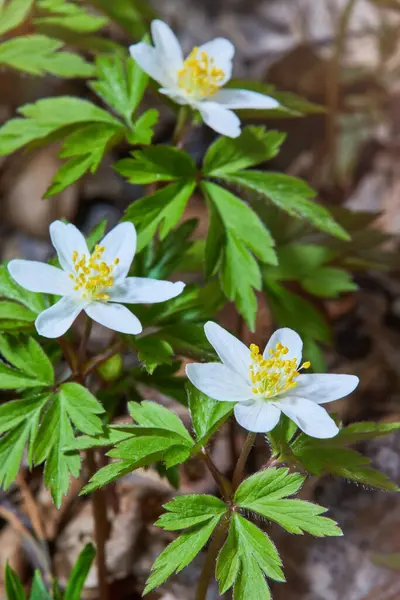 Güneşli bir günde ormanda beyaz şakayık çiçekleri. Yaban şakayığı, yel çiçekleri, yosun.