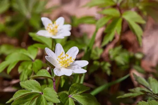 Güneşli bir günde ormanda beyaz şakayık çiçekleri. Yaban şakayığı, yel çiçekleri, yosun.