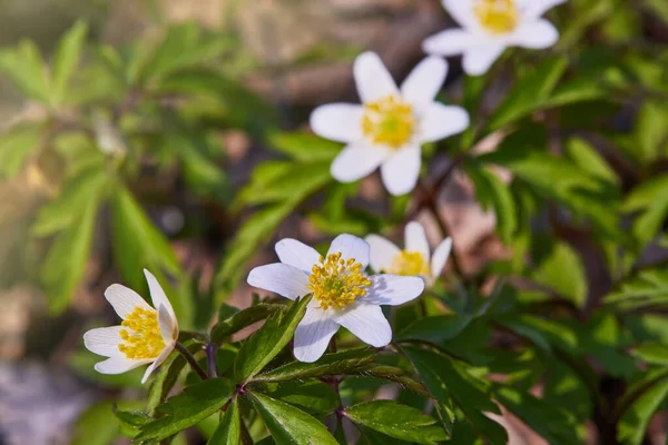 Λευκά Λουλούδια Ανεμώνης Στο Δάσος Μια Ηλιόλουστη Μέρα Άγρια Ανεμώνη — Φωτογραφία Αρχείου