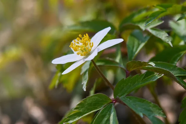 Anémone Blanche Nemorosa Fleurit Dans Forêt Par Une Journée Ensoleillée — Photo