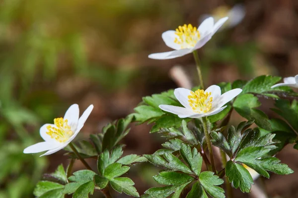 Güneşli bir günde ormanda beyaz şakayık çiçekleri. Yaban şakayığı, yel çiçekleri, yosun.