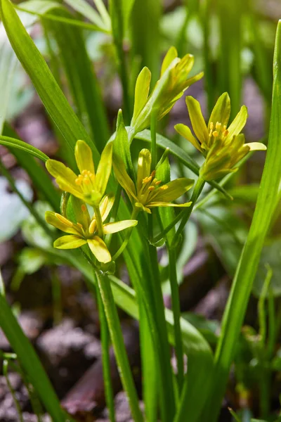 Beytüllahim 'in sarı yıldızı (Gagea lutea) sahada. Bir bahar çayırında çiçek açan Gagea 'nın parlak sarı çiçekleri.
