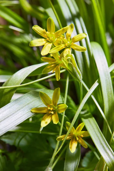 Gele Ster Van Bethlehem Gagea Lutea Bloem Het Veld Helder — Stockfoto