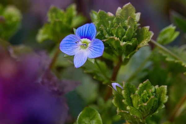 春天的时候 维罗妮卡 查玛迪斯的近照 蓝色的花朵 植物的背景 Veronica Alpine Veronica Fruticans 野花维罗尼亚橡木 — 图库照片