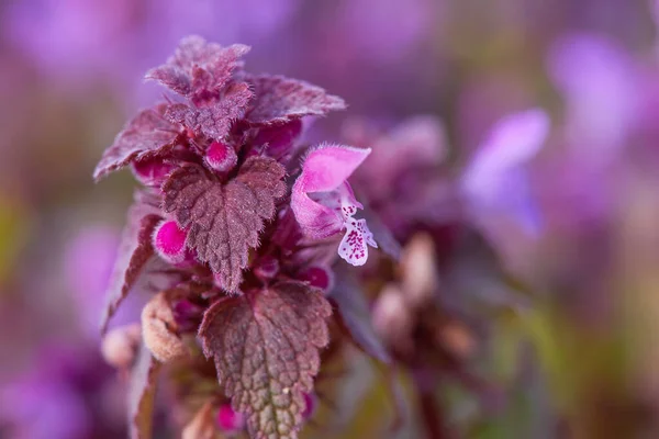 Cortado Leaved Dead Nettle Lamium Purpureum Lamium Purpureum Conhecido Como — Fotografia de Stock